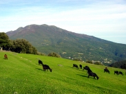 Passejada pel Montseny